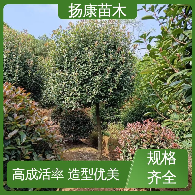 扬康苗木 基地供应 纸石楠球 园区道路绿化苗 适用性强 规格齐全