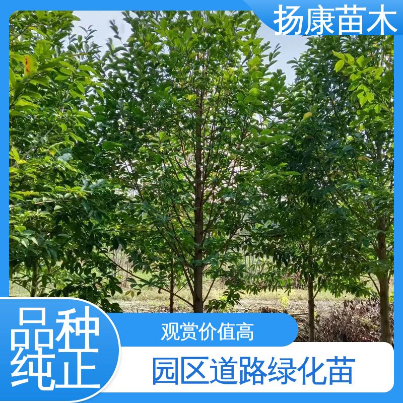 扬康苗木 基地供应 乐 昌含笑批发 园林景区栽植 枝叶紧密 美丽多姿