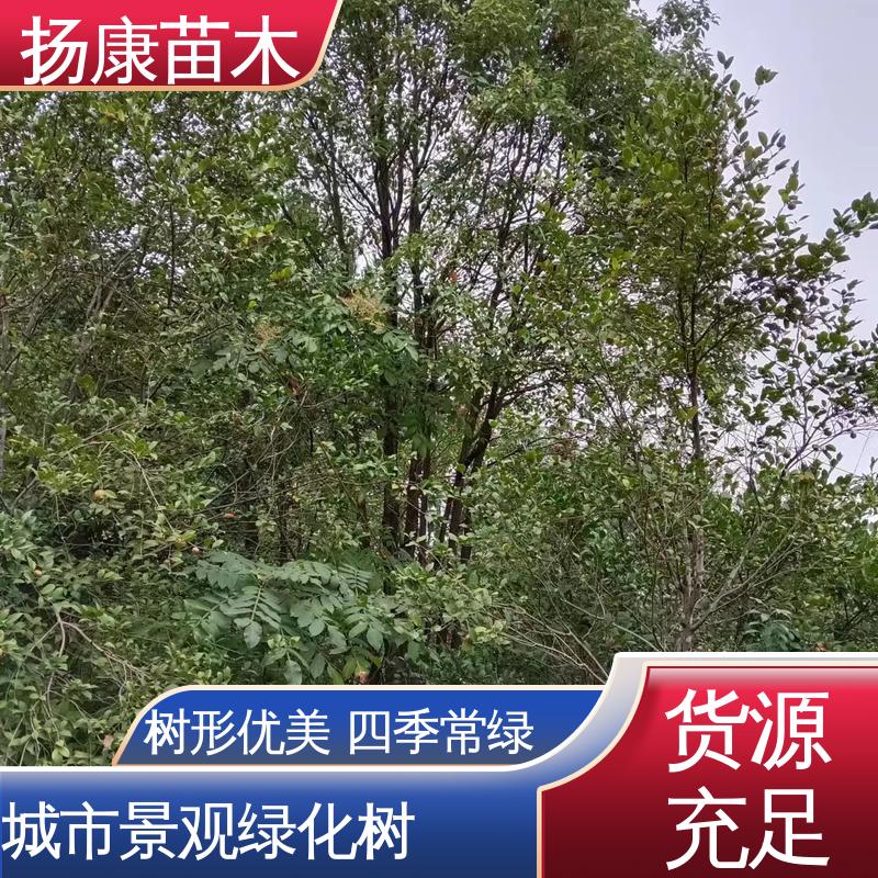 扬康苗木 基地供应 18公分香樟 绿化工程专用苗 环境适应性强