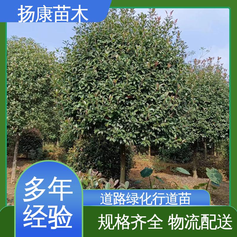 扬康苗木 基地供应 红叶南栓 园林绿化专用树 精致美丽 易成活