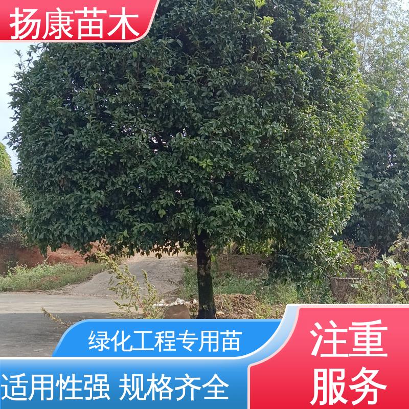 扬康苗木 浙 江乐 昌含笑 庭院小区绿化造景树 环境适应性强
