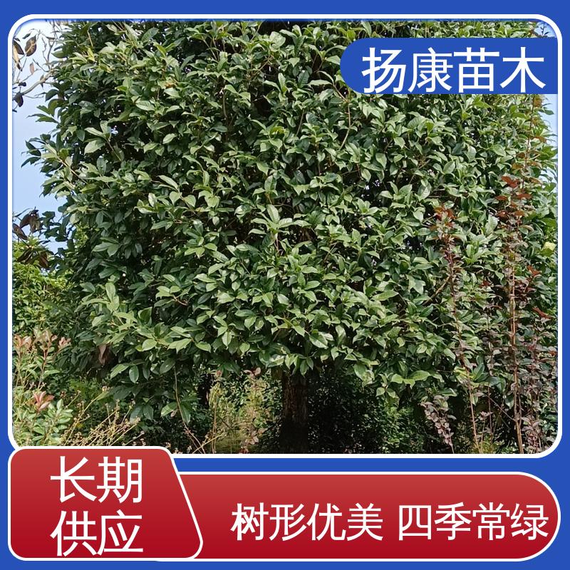 扬康苗木 基地供应 丛生香樟树 绿化工程行道树 观赏价值高