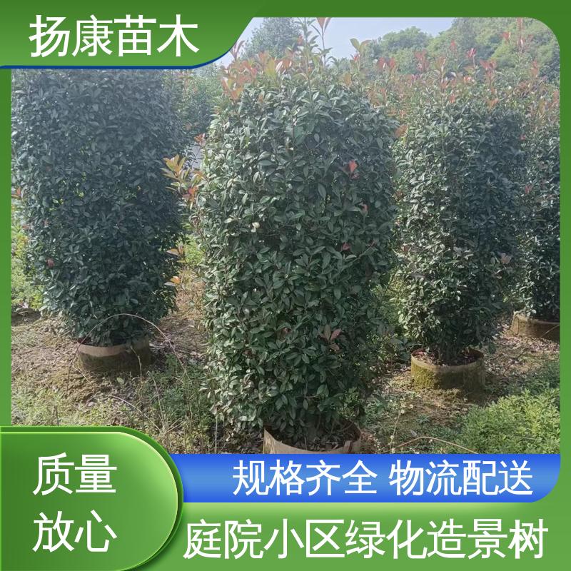 扬康苗木 基地供应 红叶南栓 园林庭院造景植物 造型优美 易成活