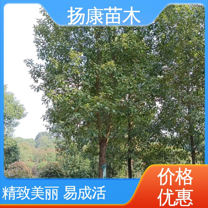 扬康苗木 基地供应 四 川乐 昌含笑 绿化工程行道树 适用性强 规格齐全
