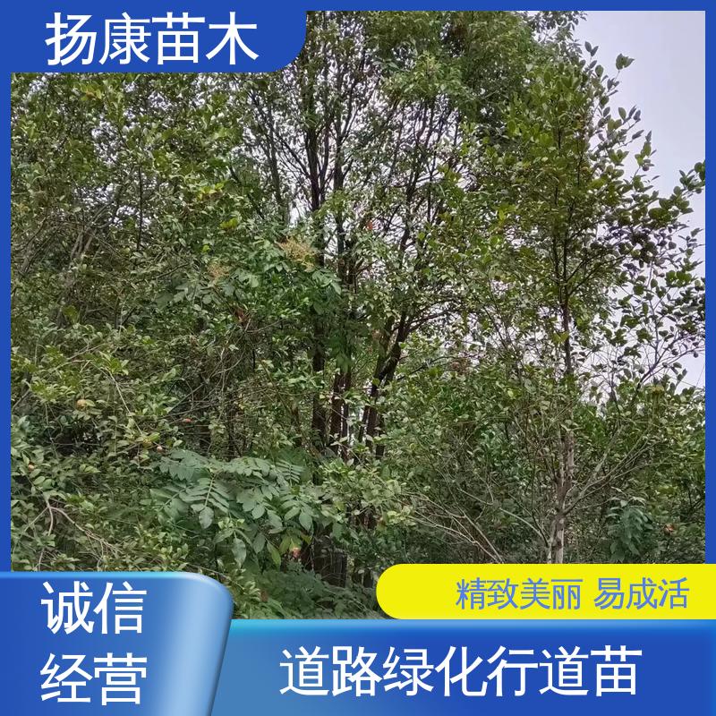 扬康苗木 丛生香樟苗 园林绿化专用树 造型优美 易成活