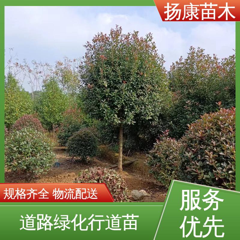 扬康苗木 基地供应 纸石楠球 道路绿化行道苗 高成活率 规格齐全