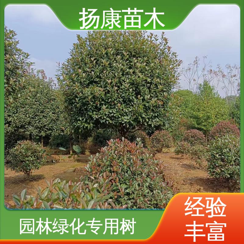扬康苗木 基地供应 红叶石楠球 道路绿化行道苗 精致美丽 易成活