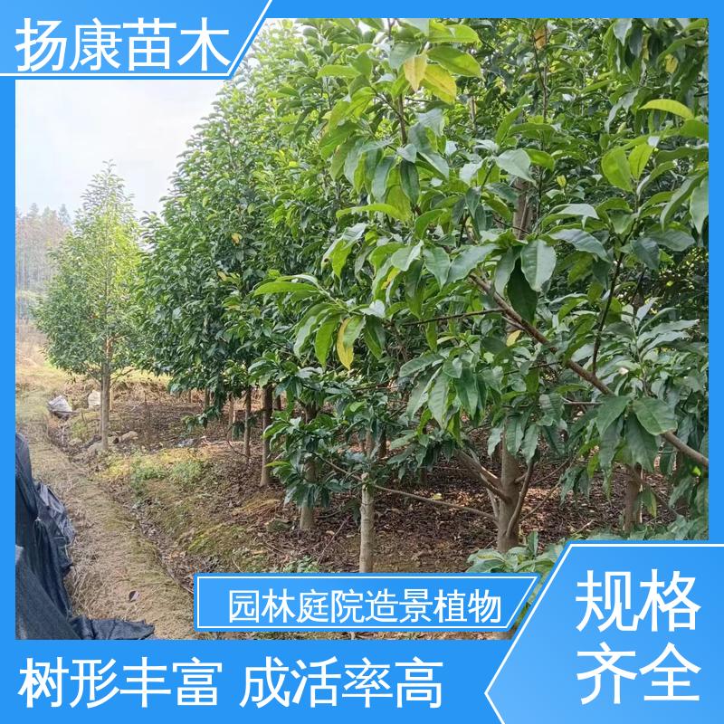 扬康苗木 基地供应 四 川乐 昌含笑 园林绿化专用树 树形丰富 成活率高