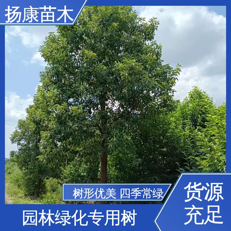 扬康苗木 基地供应 15公分香樟 园林绿化工程设计 精致美丽 易成活