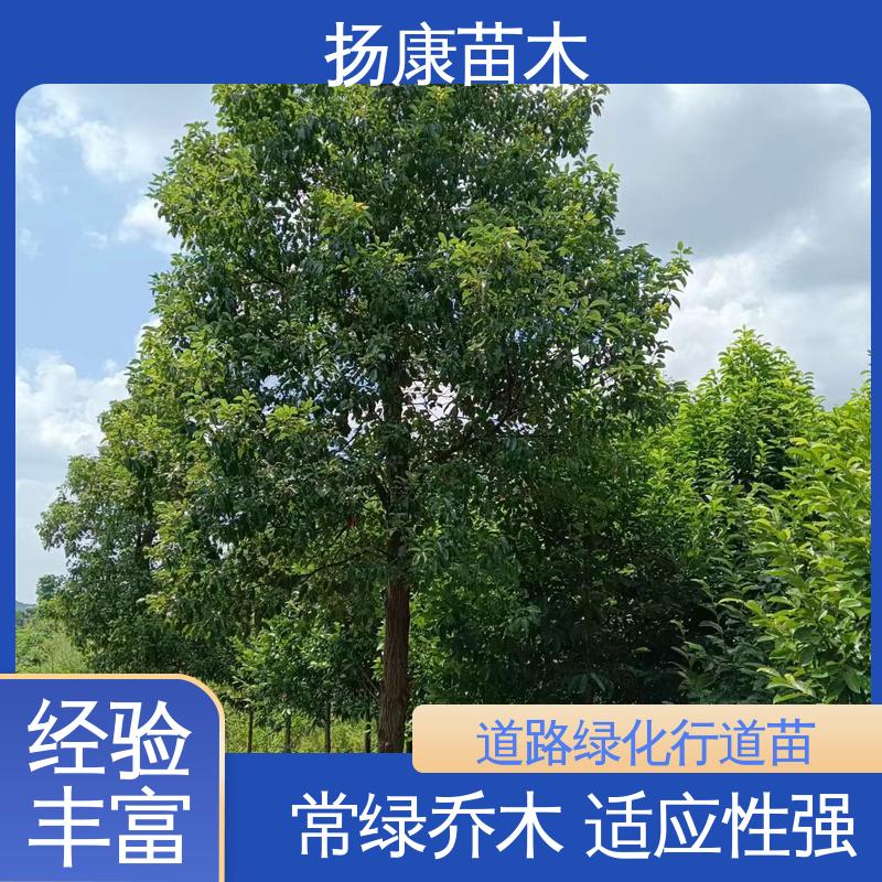 扬康苗木 基地供应 20公分香樟 园林庭院造景植物 造型优美 易成活