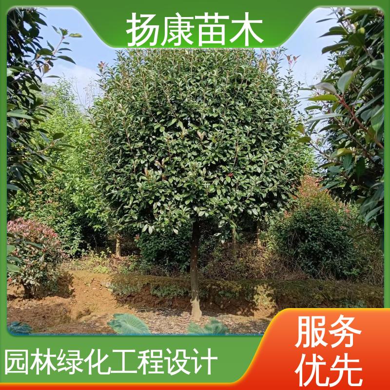 扬康苗木 红叶南栓 园林庭院造景植物 树形丰富 成活率高