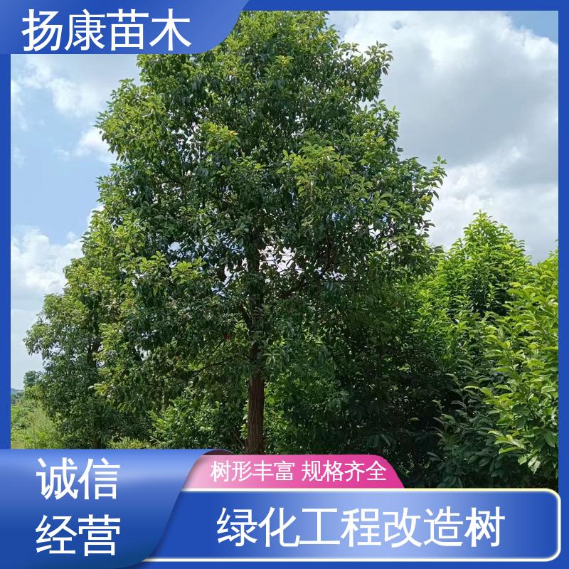 扬康苗木 丛生香樟树 绿化工程改造苗 精致美丽 易成活