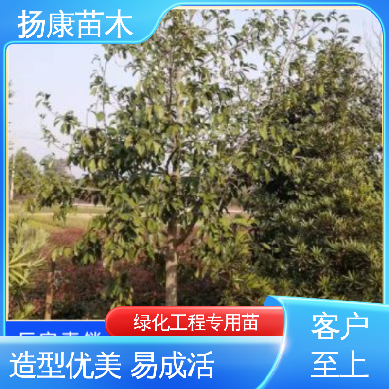 扬康苗木 乐 昌含笑批发 城市景观绿化树 环境适应性强