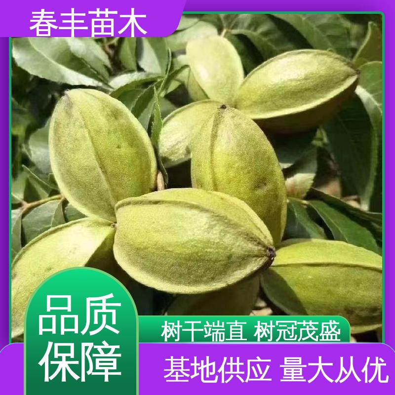 春丰苗木 碧根果袋苗1米高 品种纯正 高成活率 货源充足