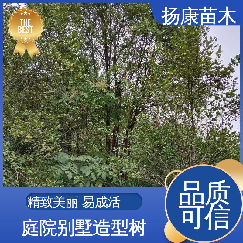 扬康苗木 基地供应 18公分香樟 园林绿化工程设计 树形丰富 成活率高