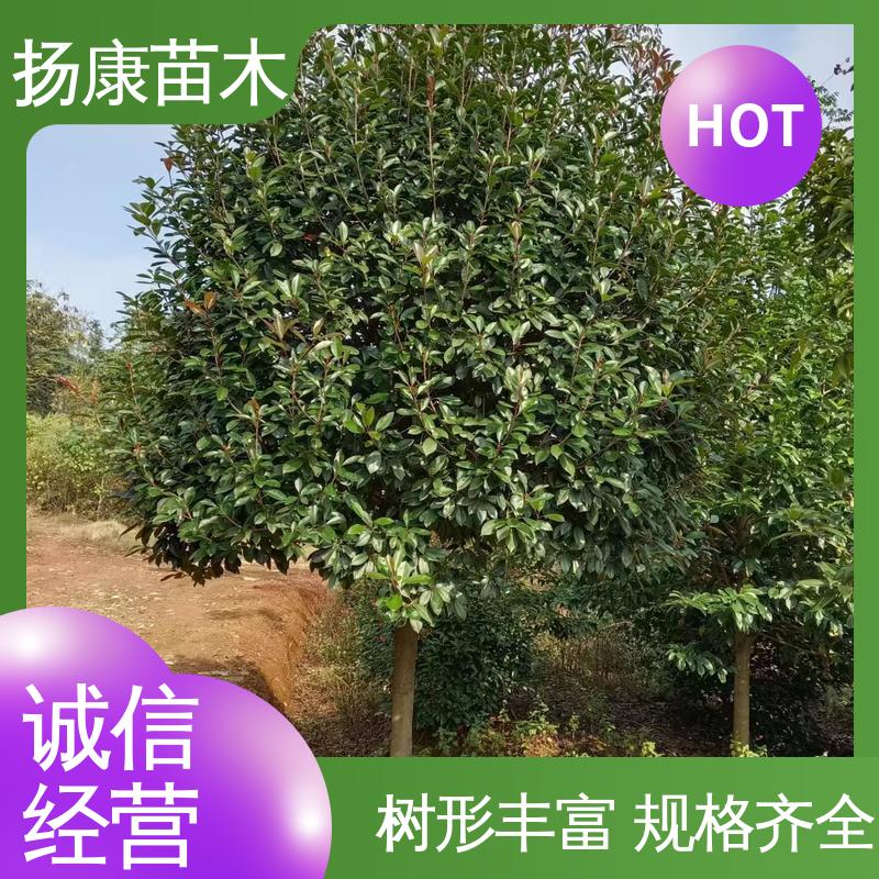 扬康苗木 基地供应 小楠 绿化工程专用苗 高成活率 规格齐全