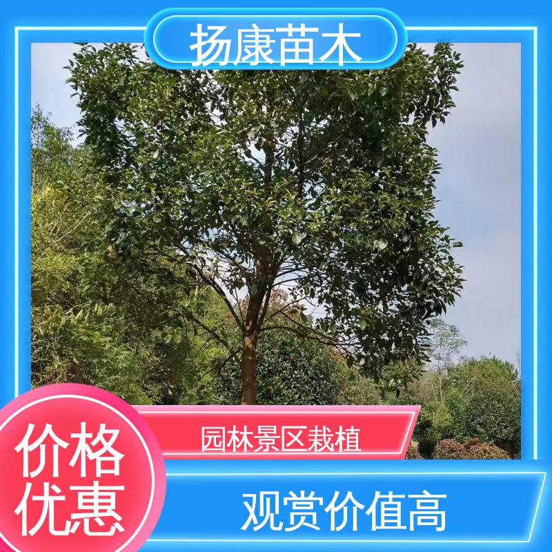 扬康苗木 基地供应 20公分乐 昌合笑 园林绿化专用树 精致美丽 易成活