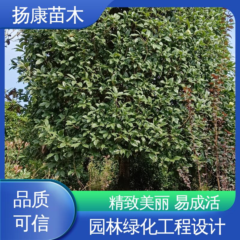 扬康苗木 基地供应 香樟批发 城市景观绿化树 观赏价值高