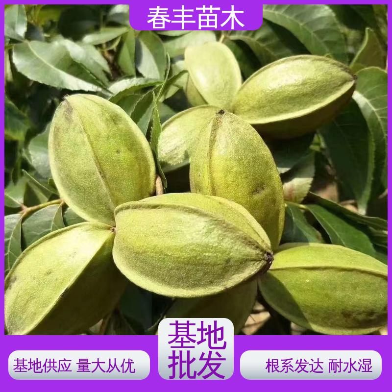 春丰苗木 美国碧根果苗1米高 高产出 高成活率 货源充足