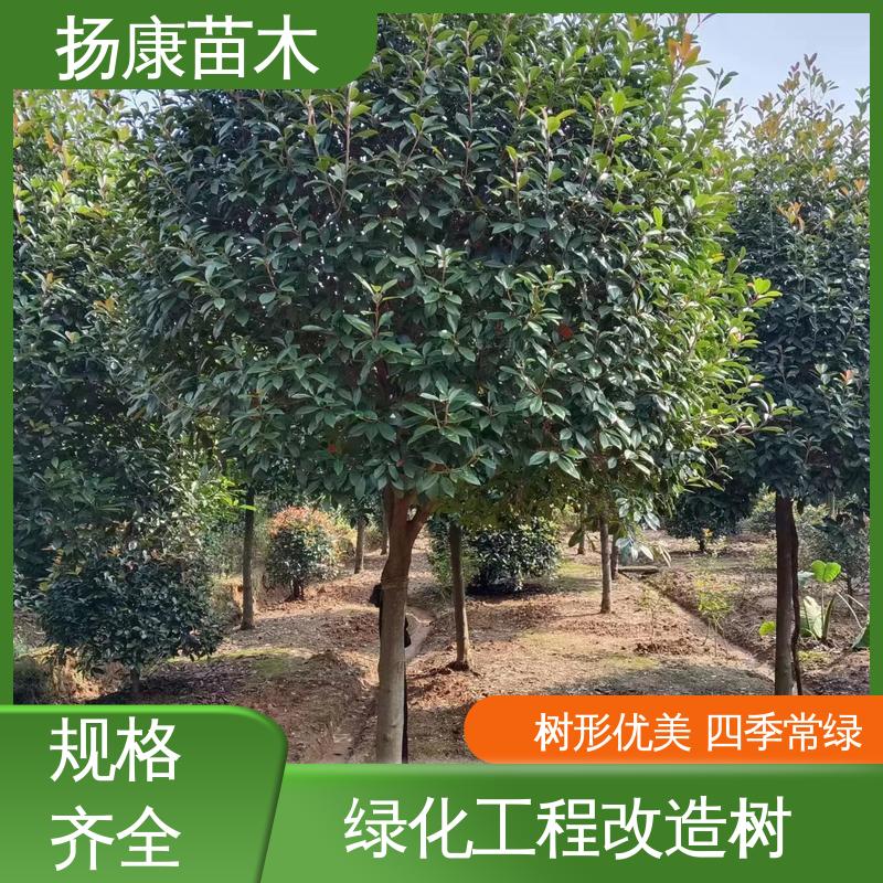 扬康苗木 纸石楠球 绿化工程专用苗 高端大气美观