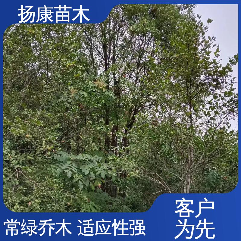 扬康苗木 基地供应 18公分香樟 园区道路绿化苗 观赏价值高