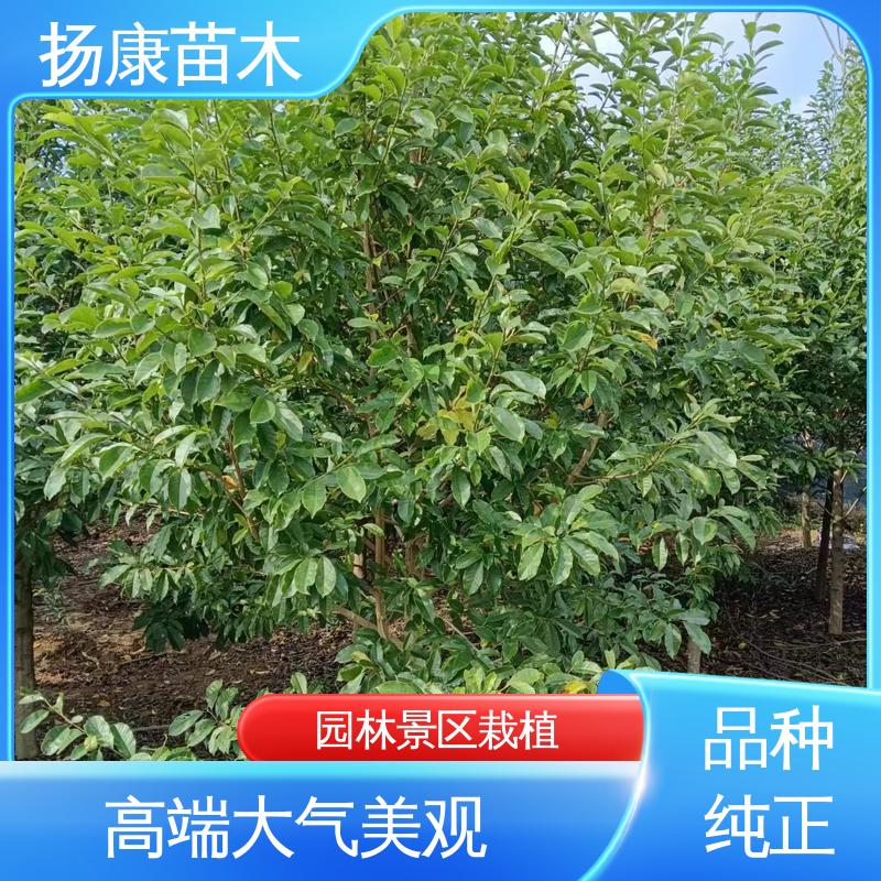 扬康苗木 乐 昌含笑苗 新农村市政绿化工程改造苗 精致美丽 易成活
