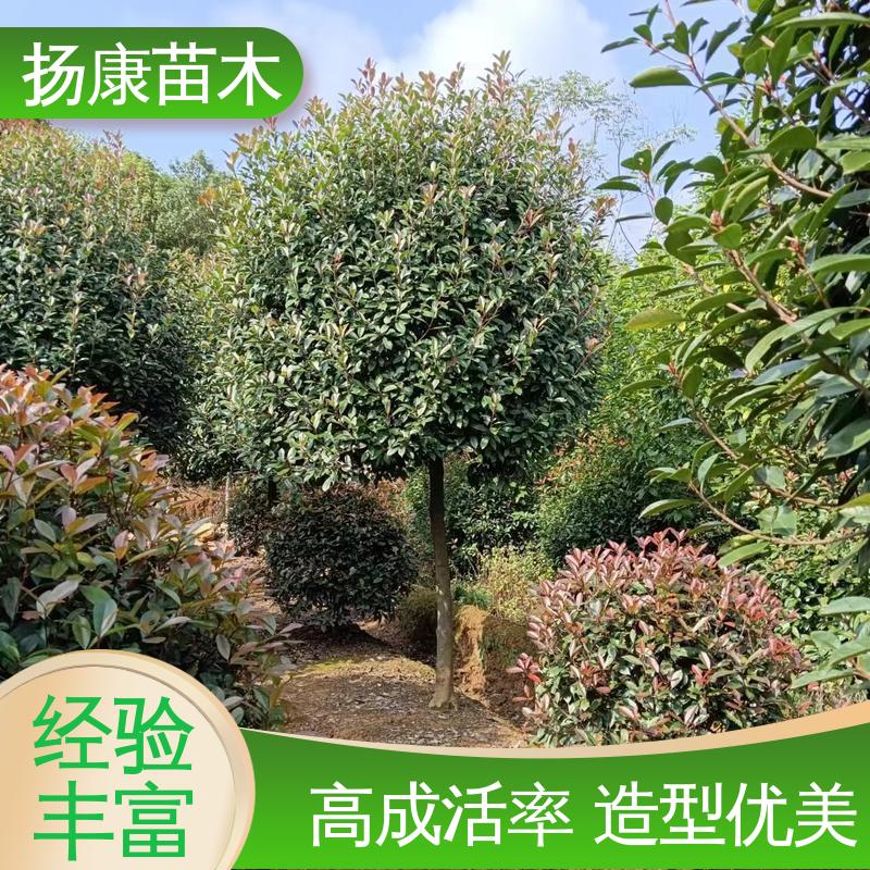 扬康苗木 小楠 绿化工程行道树 精致美丽 易成活