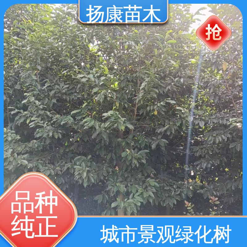 扬康苗木 乐 昌含笑 城市景观绿化树 造型优美 易成活
