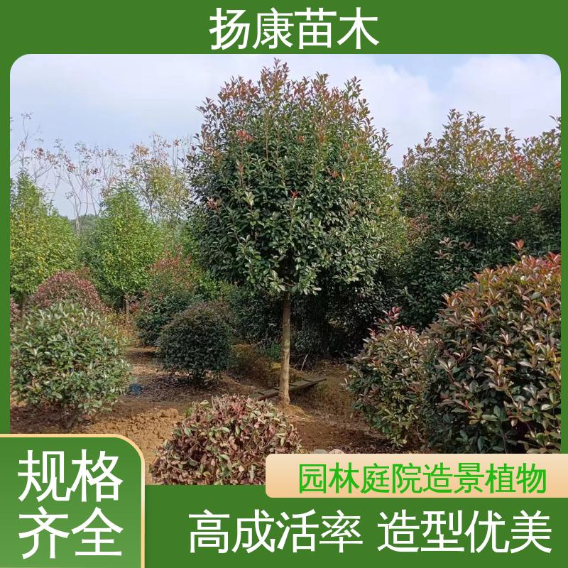 扬康苗木 基地供应 纸石楠球 园林绿化工程设计 观赏价值高
