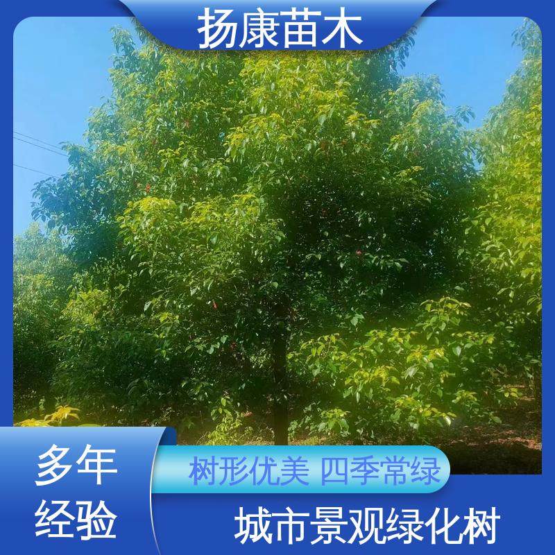 扬康苗木 基地供应 丛生香樟树 园林景区栽植 树形丰富 成活率高