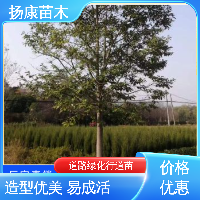 扬康苗木 基地供应 浙 江乐 昌含笑 庭院小区绿化造景树 观赏价值高