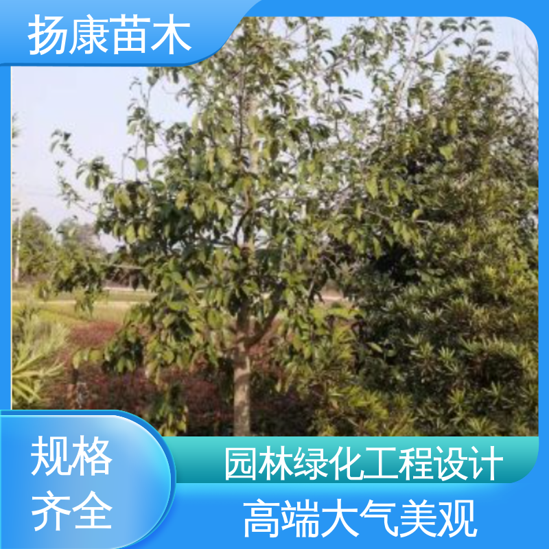 扬康苗木 乐 昌含笑批发 绿化工程专用苗 适用性强 规格齐全
