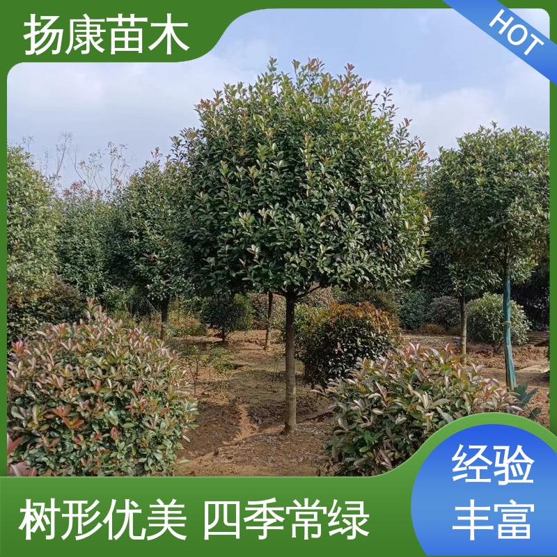 扬康苗木 小楠 城市景观绿化树 适用性强 规格齐全