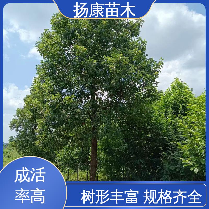 扬康苗木 丛生香樟苗 园林庭院造景植物 造型优美 易成活