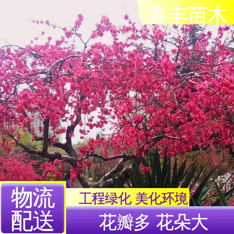 春丰苗木 观赏桃树苗 公园景区装饰绿植 颜色鲜艳 花色多样