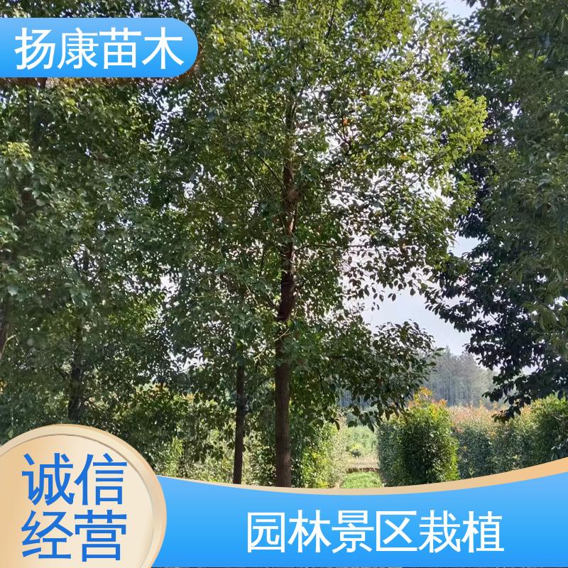 扬康苗木 基地供应 20公分乐 昌合笑 园林景区栽植 高成活率 规格齐全