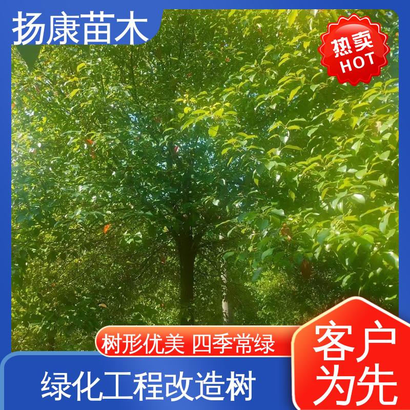 扬康苗木 30公分香樟 园林绿化专用树 树形丰富 成活率高