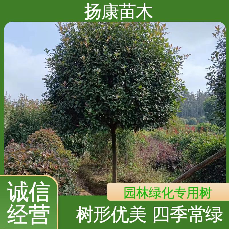扬康苗木 红叶石楠 园区道路绿化苗 适用性强 规格齐全