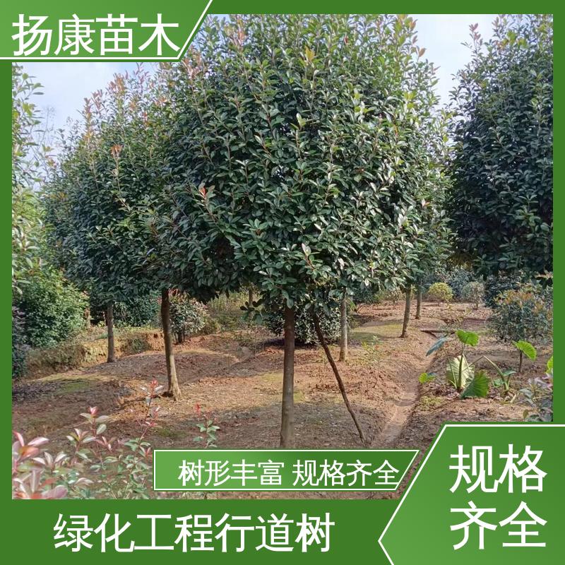扬康苗木 小楠 庭院小区绿化造景树 枝叶紧密 美丽多姿