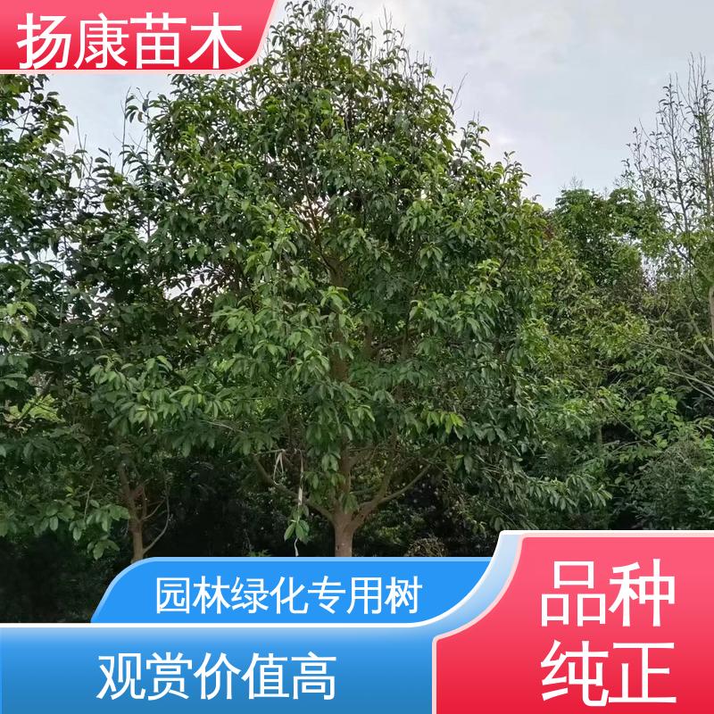 扬康苗木 基地供应 20公分乐 昌合笑 园林绿化专用树 造型优美 易成活