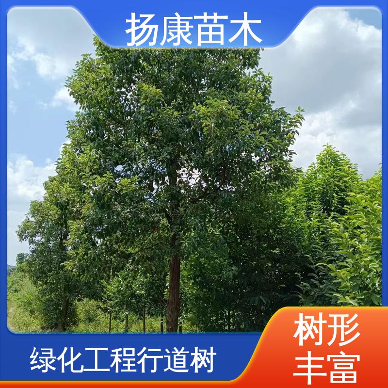 扬康苗木 基地供应 18公分香樟 城市景观绿化树 树形丰富 成活率高