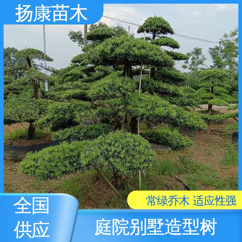 扬康苗木 15公分罗汉松 园林绿化工程设计 枝叶紧密 美丽多姿