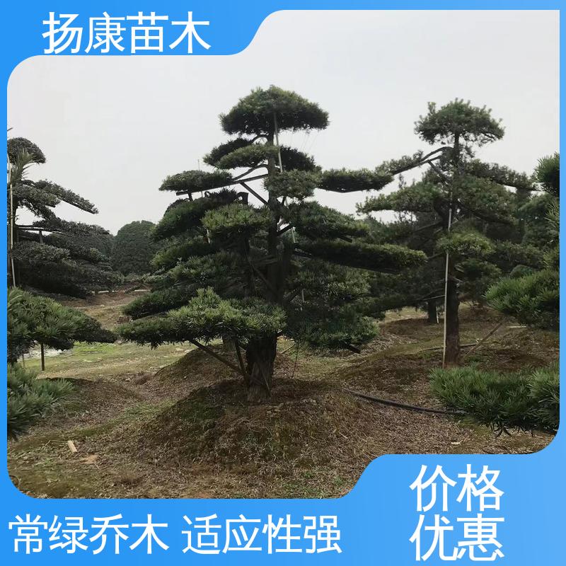 扬康苗木 18公分罗汉公 园林绿化专用树 高端大气镇宅