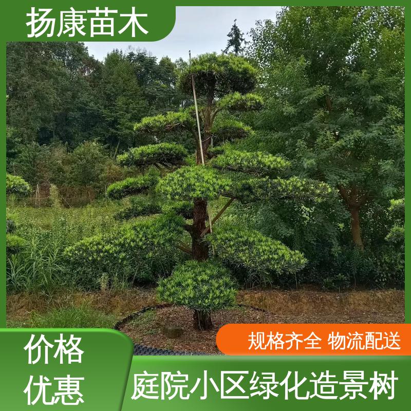 扬康苗木 斜票风罗松 庭院别墅景观树 常绿乔木 适应性强