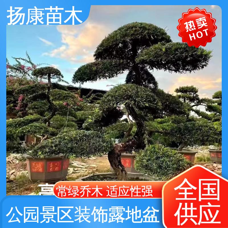 扬康苗木 浙 江罗山松 公园景区装饰露地盆栽 适用性强 规格齐全