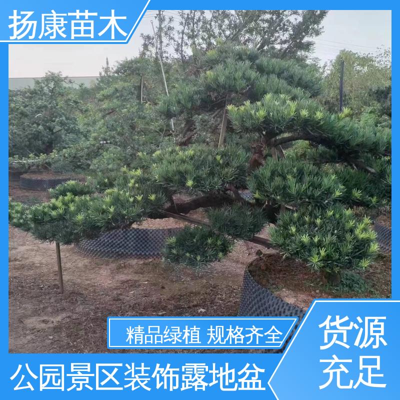 扬康苗木 20公分罗汉松 庭院别墅造景树 适用性强 规格齐全