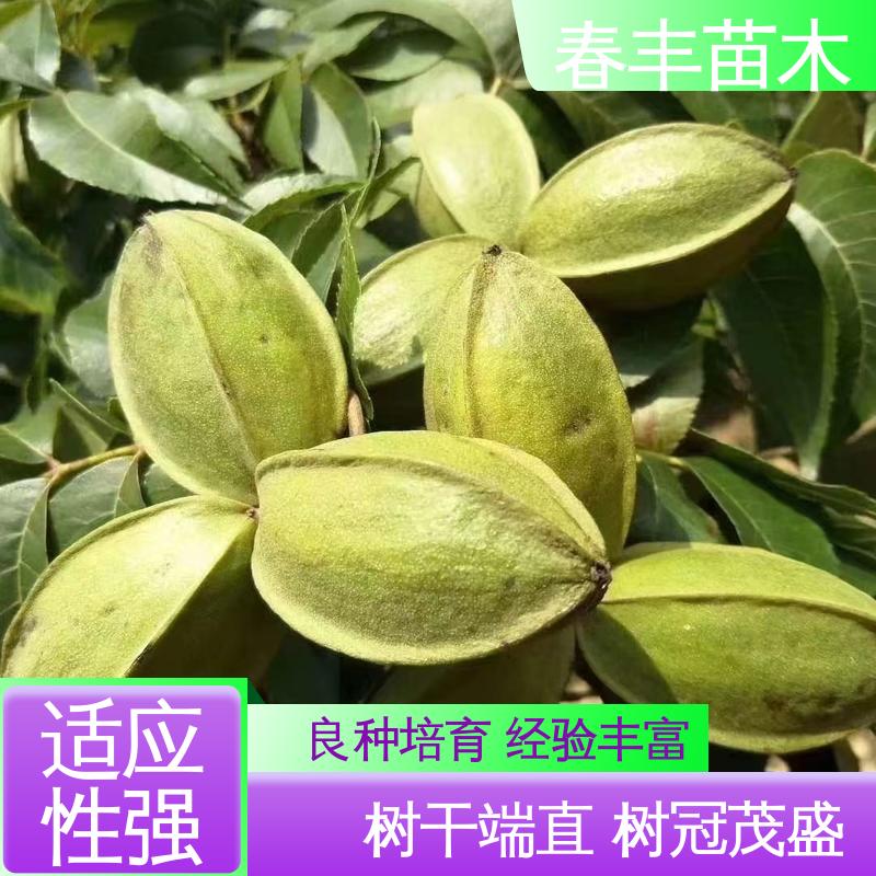春丰苗木 美国山核桃树苗2元批零销售 果实含油量高 果材兼用 易成活