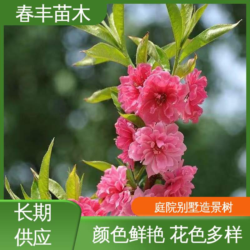 春丰苗木 基地现挖 绿花桃6-8公分 颜色鲜艳 花色多样