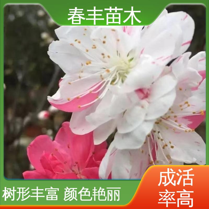 春丰苗木 基地供应 山桃30元打土球上车 花瓣多 花朵大 