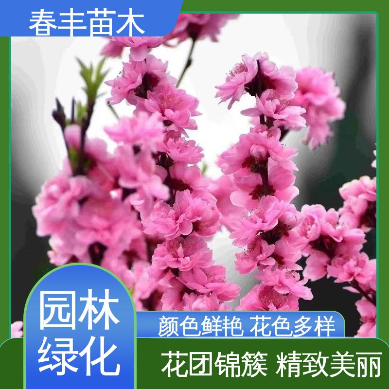 春丰苗木 基地供应 垂枝桃5-9公分 质量合格 一条龙培育